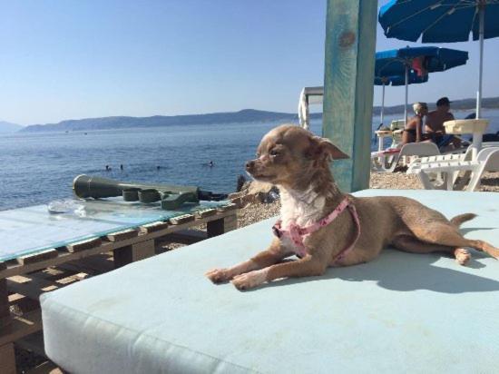 La Villa - Beach House & Rooms Crikvenica Εξωτερικό φωτογραφία